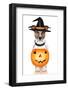 Halloween Pumpkin Witch Dog-Javier Brosch-Framed Photographic Print