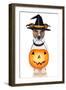 Halloween Pumpkin Witch Dog-Javier Brosch-Framed Photographic Print