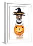 Halloween Pumpkin Witch Dog-Javier Brosch-Framed Photographic Print