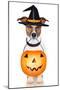 Halloween Pumpkin Witch Dog-Javier Brosch-Mounted Photographic Print