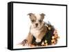 Halloween Puppy - English Bulldog Dressed Up for Halloween - 7 Weeks Old-Willee Cole-Framed Stretched Canvas