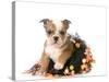 Halloween Puppy - English Bulldog Dressed Up for Halloween - 7 Weeks Old-Willee Cole-Stretched Canvas