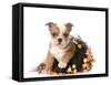 Halloween Puppy - English Bulldog Dressed Up for Halloween - 7 Weeks Old-Willee Cole-Framed Stretched Canvas