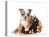 Halloween Puppy - English Bulldog Dressed Up for Halloween - 7 Weeks Old-Willee Cole-Stretched Canvas