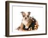 Halloween Puppy - English Bulldog Dressed Up for Halloween - 7 Weeks Old-Willee Cole-Framed Photographic Print