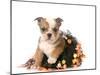 Halloween Puppy - English Bulldog Dressed Up for Halloween - 7 Weeks Old-Willee Cole-Mounted Photographic Print