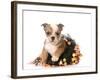 Halloween Puppy - English Bulldog Dressed Up for Halloween - 7 Weeks Old-Willee Cole-Framed Photographic Print