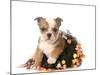 Halloween Puppy - English Bulldog Dressed Up for Halloween - 7 Weeks Old-Willee Cole-Mounted Photographic Print