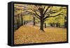 Halloween Scenic, New Jersey-George Oze-Framed Stretched Canvas