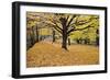 Halloween Scenic, New Jersey-George Oze-Framed Photographic Print