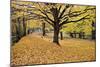 Halloween Scenic, New Jersey-George Oze-Mounted Photographic Print