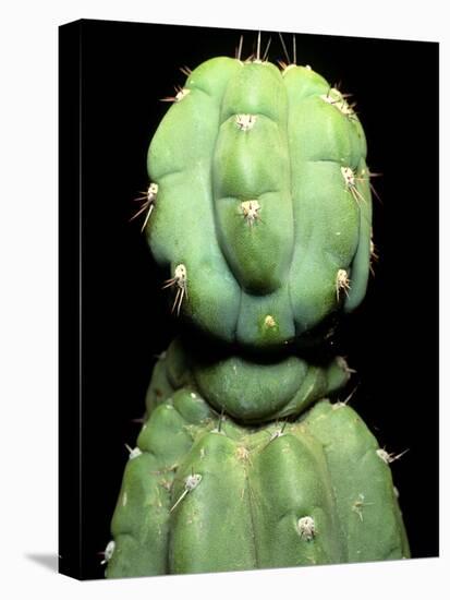 Hallucinogenic San Pedro Cactus, Ecuador-Sinclair Stammers-Stretched Canvas