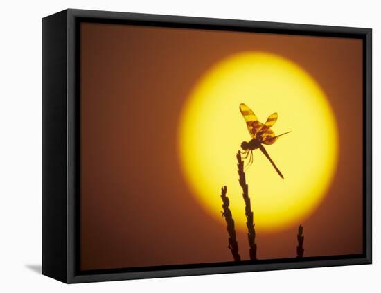 Haloween Pennant Dragonfly, Silhouette at Sunrise, Welder Wildlife Refuge, Sinton, Texas, USA-Rolf Nussbaumer-Framed Stretched Canvas