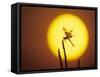 Haloween Pennant Dragonfly, Silhouette at Sunrise, Welder Wildlife Refuge, Sinton, Texas, USA-Rolf Nussbaumer-Framed Stretched Canvas