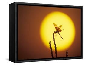 Haloween Pennant Dragonfly, Silhouette at Sunrise, Welder Wildlife Refuge, Sinton, Texas, USA-Rolf Nussbaumer-Framed Stretched Canvas