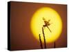 Haloween Pennant Dragonfly, Silhouette at Sunrise, Welder Wildlife Refuge, Sinton, Texas, USA-Rolf Nussbaumer-Stretched Canvas