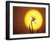 Haloween Pennant Dragonfly, Silhouette at Sunrise, Welder Wildlife Refuge, Sinton, Texas, USA-Rolf Nussbaumer-Framed Photographic Print