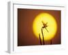 Haloween Pennant Dragonfly, Silhouette at Sunrise, Welder Wildlife Refuge, Sinton, Texas, USA-Rolf Nussbaumer-Framed Photographic Print