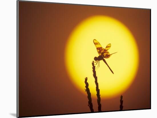 Haloween Pennant Dragonfly, Silhouette at Sunrise, Welder Wildlife Refuge, Sinton, Texas, USA-Rolf Nussbaumer-Mounted Photographic Print