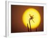Haloween Pennant Dragonfly, Silhouette at Sunrise, Welder Wildlife Refuge, Sinton, Texas, USA-Rolf Nussbaumer-Framed Photographic Print