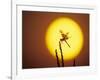 Haloween Pennant Dragonfly, Silhouette at Sunrise, Welder Wildlife Refuge, Sinton, Texas, USA-Rolf Nussbaumer-Framed Photographic Print