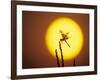 Haloween Pennant Dragonfly, Silhouette at Sunrise, Welder Wildlife Refuge, Sinton, Texas, USA-Rolf Nussbaumer-Framed Photographic Print