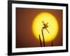 Haloween Pennant Dragonfly, Silhouette at Sunrise, Welder Wildlife Refuge, Sinton, Texas, USA-Rolf Nussbaumer-Framed Photographic Print