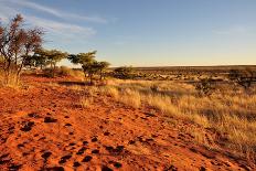 Red Sands and Bush at Sunset, Kalahari-halpand-Photographic Print