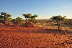 Red Sands and Bush at Sunset, Kalahari-halpand-Photographic Print