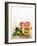 Halved Grapefruits and Limes-Louise Lister-Framed Photographic Print