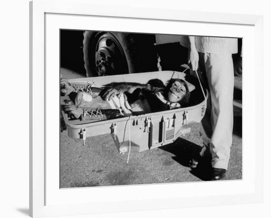 "Ham" Mugging after Mercury Space Flight-Ralph Morse-Framed Photographic Print