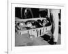 "Ham" Mugging after Mercury Space Flight-Ralph Morse-Framed Photographic Print