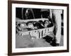 "Ham" Mugging after Mercury Space Flight-Ralph Morse-Framed Photographic Print