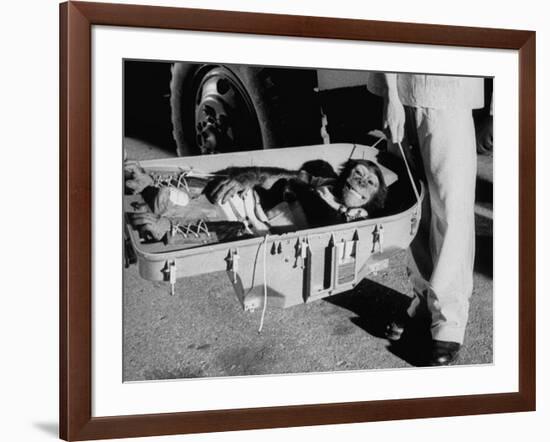 "Ham" Mugging after Mercury Space Flight-Ralph Morse-Framed Photographic Print