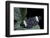 Hamadryas Amphinome (Red Cracker Butterfly)-Paul Starosta-Framed Photographic Print