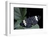 Hamadryas Amphinome (Red Cracker Butterfly)-Paul Starosta-Framed Photographic Print