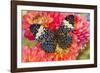 Hamadryas arinome butterfly on flowering Dahlia-Darrell Gulin-Framed Photographic Print