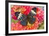 Hamadryas arinome butterfly on flowering Dahlia-Darrell Gulin-Framed Photographic Print