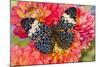 Hamadryas arinome butterfly on flowering Dahlia-Darrell Gulin-Mounted Photographic Print