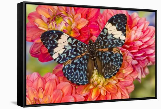 Hamadryas arinome butterfly on flowering Dahlia-Darrell Gulin-Framed Stretched Canvas