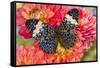 Hamadryas arinome butterfly on flowering Dahlia-Darrell Gulin-Framed Stretched Canvas