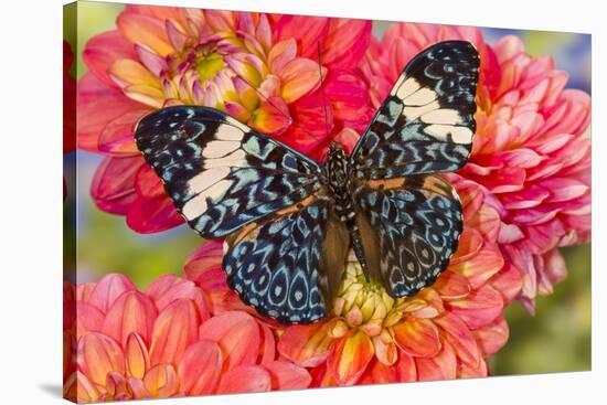 Hamadryas arinome butterfly on flowering Dahlia-Darrell Gulin-Stretched Canvas