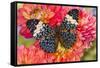 Hamadryas arinome butterfly on flowering Dahlia-Darrell Gulin-Framed Stretched Canvas