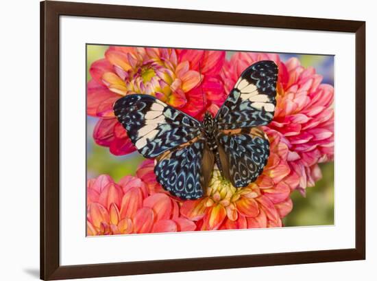 Hamadryas arinome butterfly on flowering Dahlia-Darrell Gulin-Framed Photographic Print