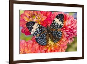 Hamadryas arinome butterfly on flowering Dahlia-Darrell Gulin-Framed Photographic Print