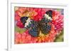 Hamadryas arinome butterfly on flowering Dahlia-Darrell Gulin-Framed Photographic Print