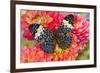 Hamadryas arinome butterfly on flowering Dahlia-Darrell Gulin-Framed Photographic Print