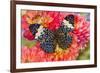 Hamadryas arinome butterfly on flowering Dahlia-Darrell Gulin-Framed Photographic Print