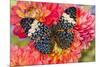 Hamadryas arinome butterfly on flowering Dahlia-Darrell Gulin-Mounted Photographic Print