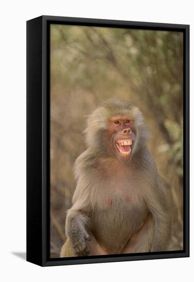 Hamadryas Baboon Baring Teeth-DLILLC-Framed Stretched Canvas